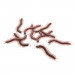 BROWN13